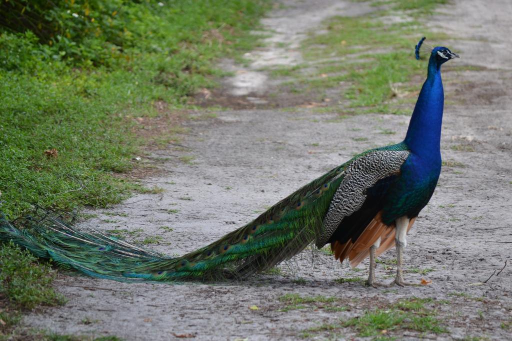 Sigiriya Peacock Homestay Екстериор снимка